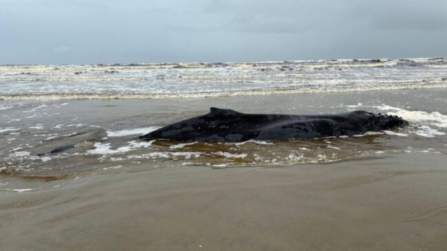 Baleia-jubarte juvenil de aproximadamente sete metros foi encontrada encalhada na praia do Costão, em Peruíbe