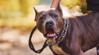PM informou que o cachorro havia sido adotado há cerca de dois meses