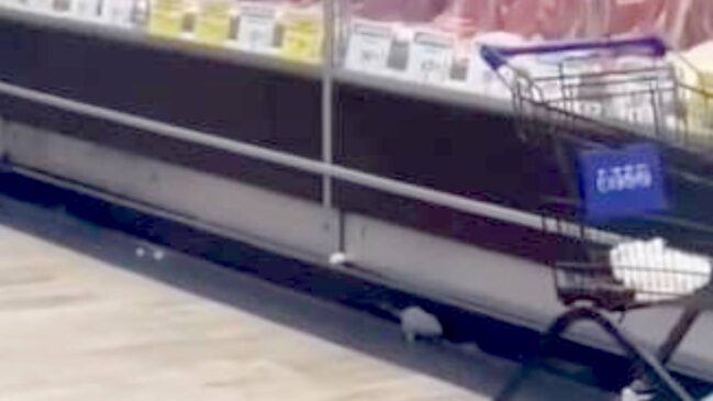 Rato foi flagrado nos corredores de um açougue de supermercado