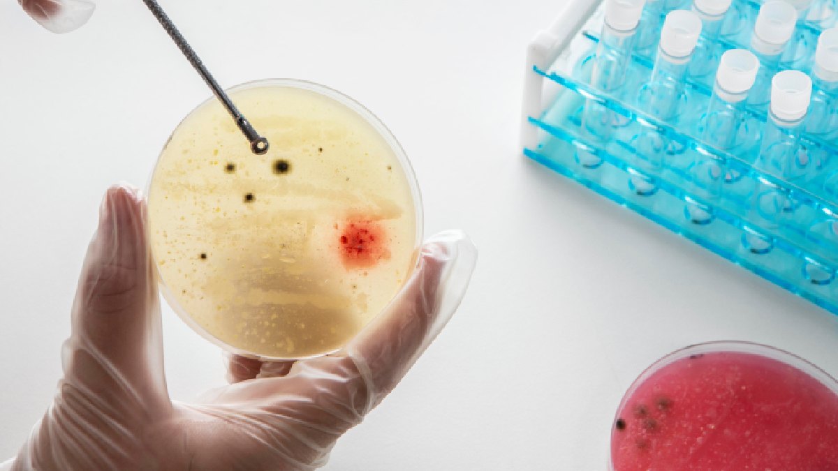 O experimento foi realizado com células-tronco de camundongos