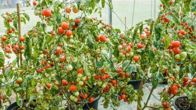 Tomates cereja são fáceis de cuidar em casa.