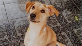 Preferência por nomes femininos revela forte presença de fêmeas entre os animais