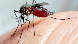 Técnica de substituição populacional já integra o Programa Nacional de Combate à Dengue.