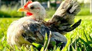 Galinhas da raça Serama têm ganhado espaço como animais de estimação