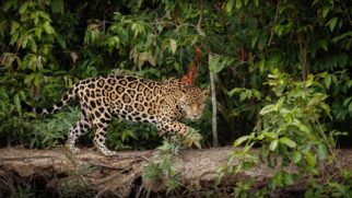 Para diferenciar os felinos, pesquisadores analisam as rosetas (pintas), que funcionam como biometria do animal