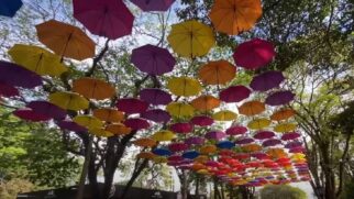 Destino mistura cultura holandesa, campos floridos e festas tradicionais que encantam turistas