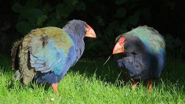 Essas aves não voam, mas correm bastante