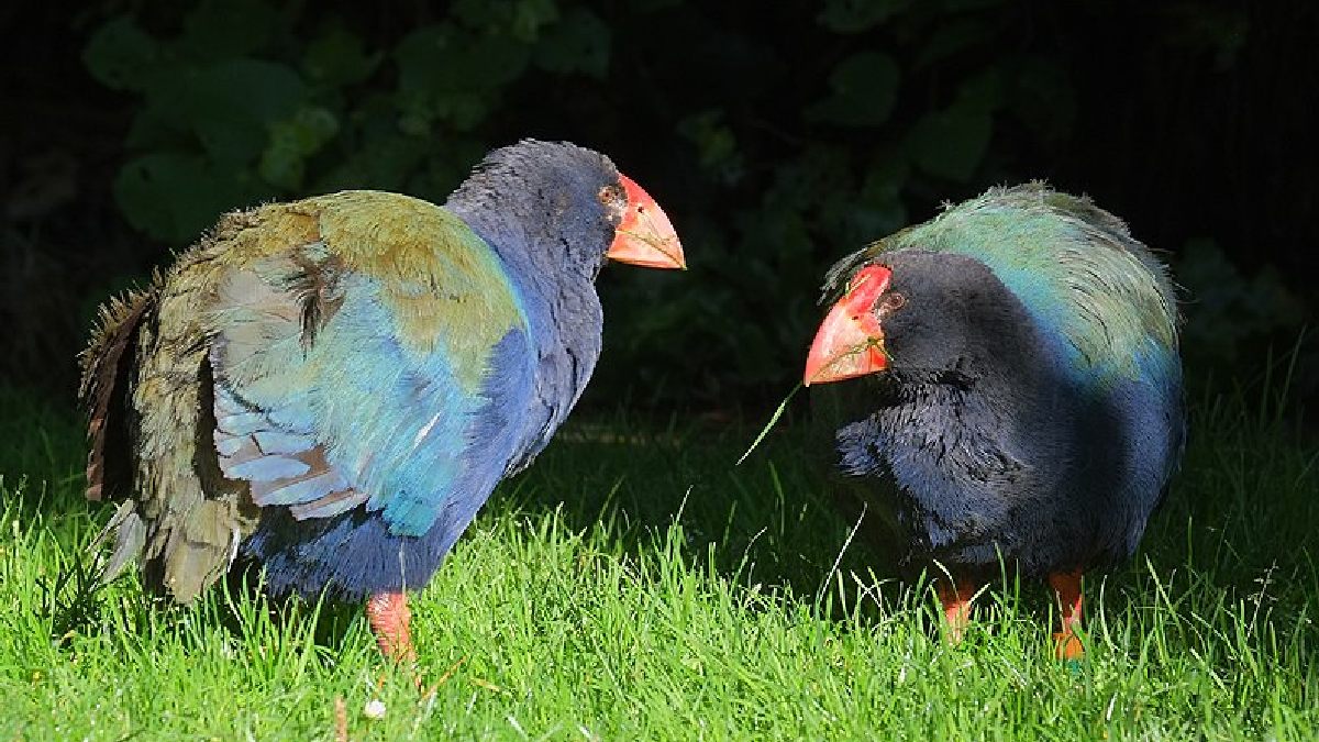 Essas aves não voam, mas correm bastante