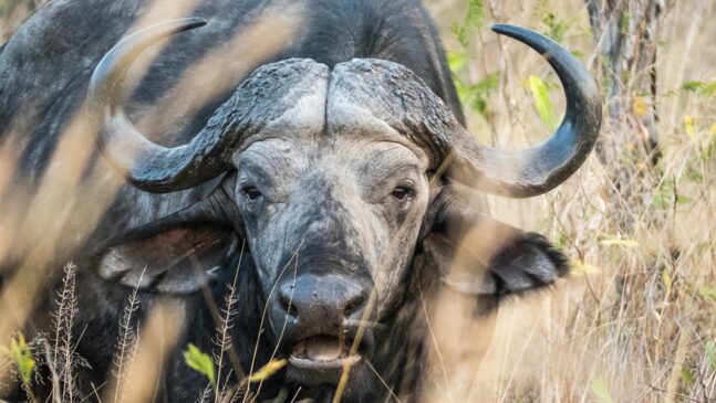 O mamífero é um dos mais temidos da savana africana