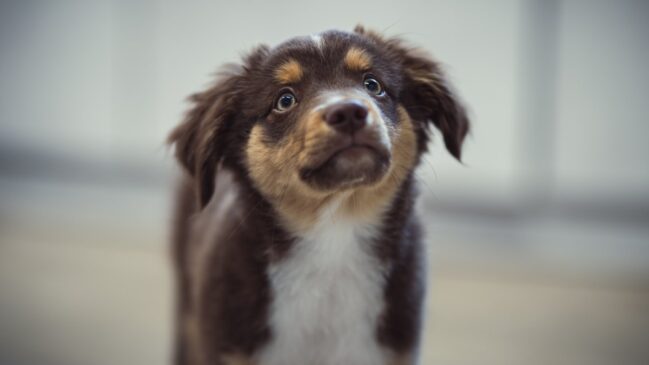 O gesto que parece inocente pode revelar muito sobre a mente dos cães