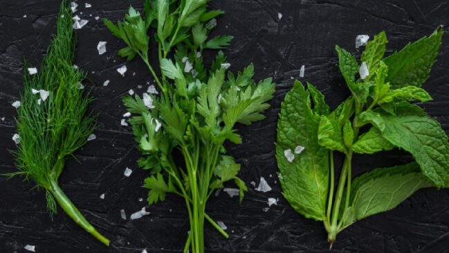 A salsinha age como um diurético natural; seus óleos essenciais, como apiol e miristicina, estimulam a eliminação de líquidos e toxinas pelos rins