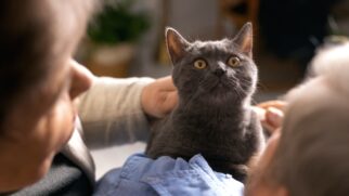 Saber quais demandas um gato tem antes de adotar é essencial para evitar a devolução do animal