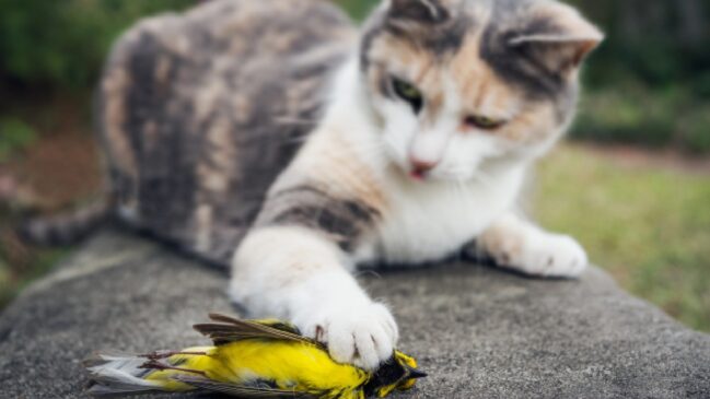 Os gatos não são 100% domésticos, carregando um instinto selvagem dentro de si