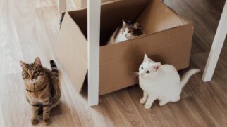 Caso o gato possua brinquedos, deixá-los perto da caixa é uma boa escolha, tornando aquele setor ainda mais propício para a diversão do pet