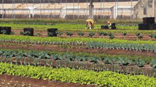 Cerca de 40 reeducandos já participaram do projeto de forma rotativa