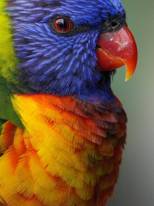 Por que os pássaros coloridos sumiram das cidades?