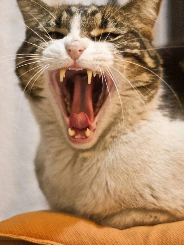 Cidade coloca robôs nas ruas para matar 6 milhões de gatos