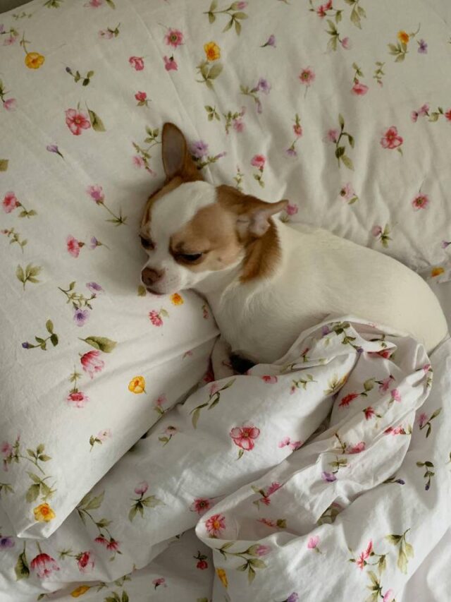 Dormir com o pet faz bem? Saiba o que dizem especialistas