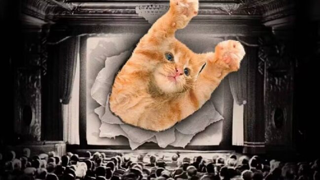 Atração principal é o CatVideoFest, um concurso internacional inédito no Brasil, que reúne uma coletânea de vídeos fofos e engraçados de gatinhos