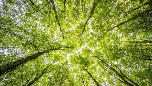 Brasil sediará, em novembro, a 30ª Conferência das Partes da Convenção do Clima da ONU, a COP30, em Belém do Pará