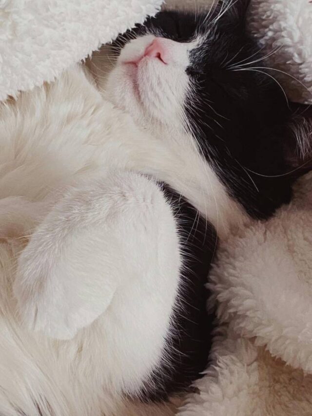 Como os gatos escolhem local preferido para dormir?