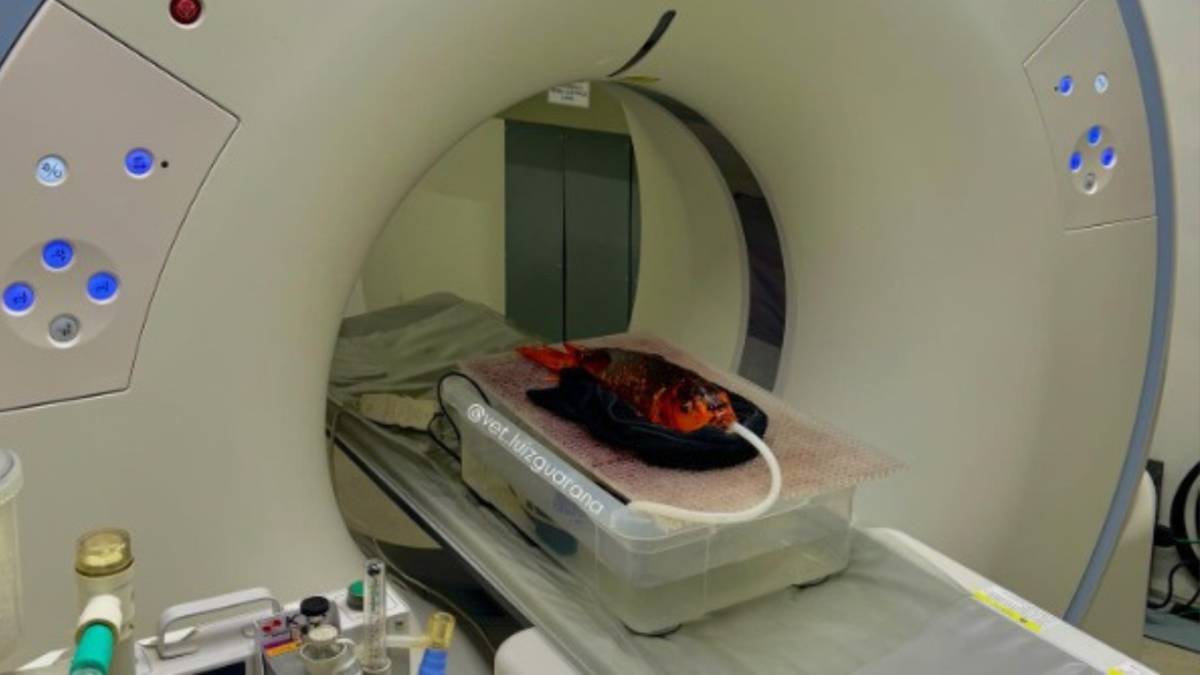 Veterinário publicou nas redes sociais um vídeo que mostra o passo a passo para a realização do exame na carpa