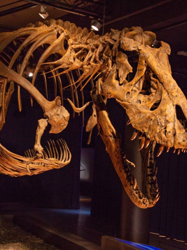Fapesp: pesquisador encontra embrião de dinossauro dentro de ovo desenterrado há 30 anos
