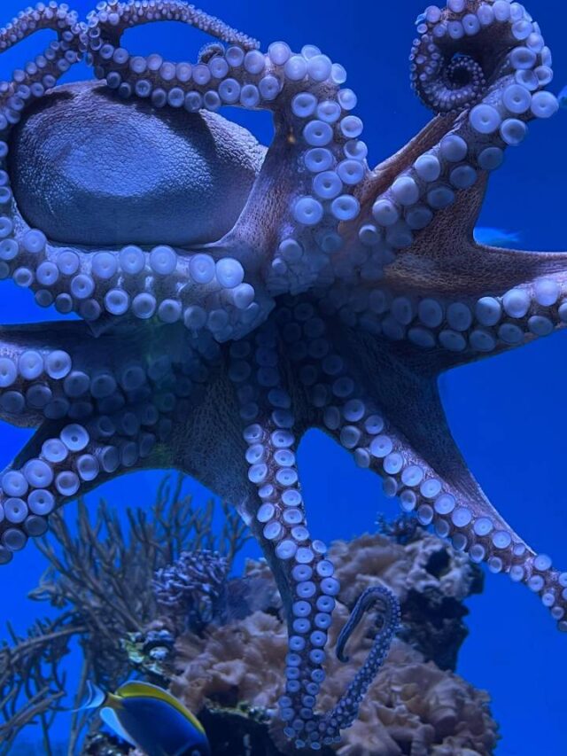 Cientistas descobrem jardim de polvos escondido nas profundezas do oceano
