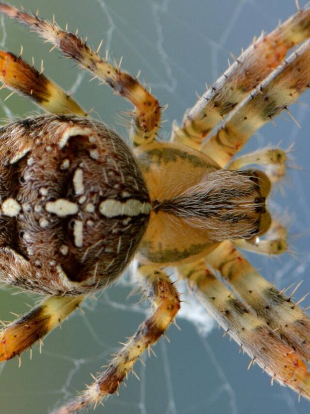 9 estratégias simples para manter as aranhas fora de sua casa