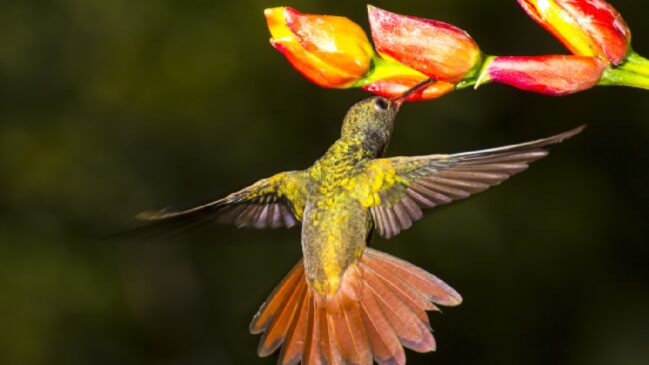 O que parecia certo no DNA das aves nem sempre corresponde à realidade
