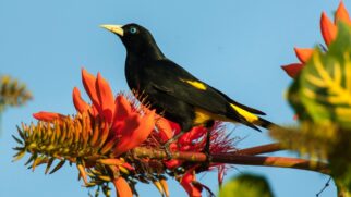 O Japiim habita bordas de florestas de várzea, campos arborizados, cerrados e florestas de galeria, sempre em bandos de diferentes tamanhos.