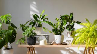Tome cuidado com certas plantas dentro do seu lar