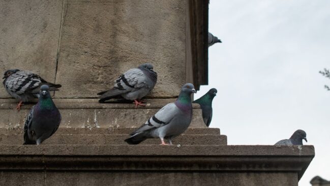 Saiba como se livrar dessas pragas urbanas do seu lar
