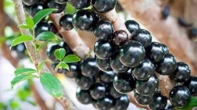 Um estudo laboratorial inovador confirma o potencial da semente de jabuticaba, rica em elagitaninos, como ferramenta na luta contra a epidemia global de obesidade