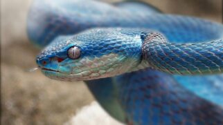 Verme comum em cobras pítons é, pela primeira vez, encontrado em um ser humano
