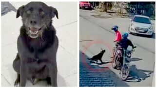 Câmeras flagraram a reação do animal que impediu o crime