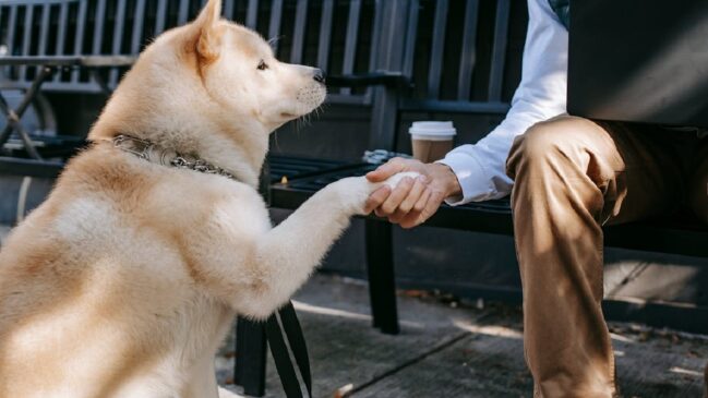 Pesquisas recentes afirmaram que outros animais podem apresentar lealdade e um vínculo emocional tão forte ou até superior ao dos cães