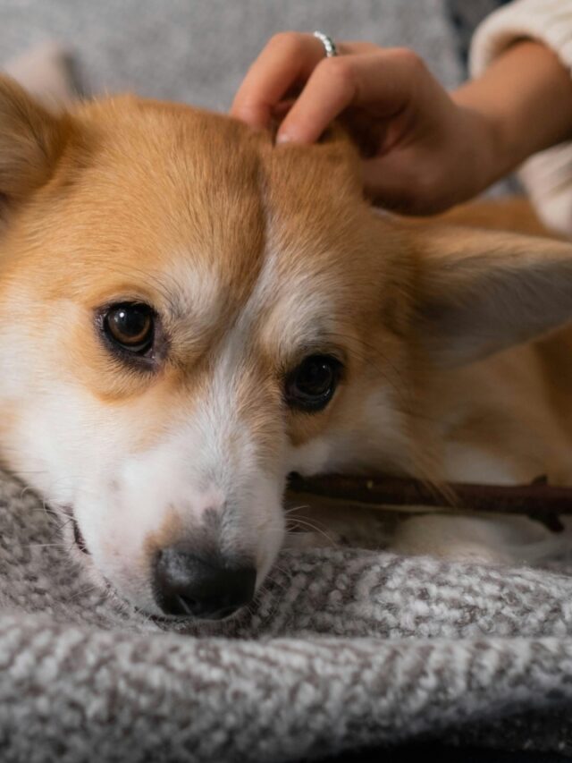O que significa a pessoa sempre acariciar cães, segundo a psicologia?