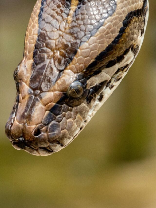 Maior cobra do mundo é encontrada no rio Tietê e foge rapidamente em São Paulo