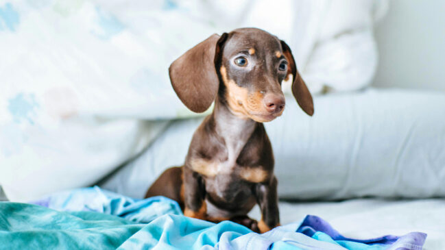 Dachshunds, conhecidos como 'cachorros salsicha', lideram o ranking de agressividade entre as raças analisadas