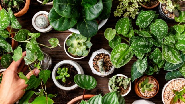 O Feng Shui é uma prática chinesa milenar que busca harmonizar a energia dos ambientes