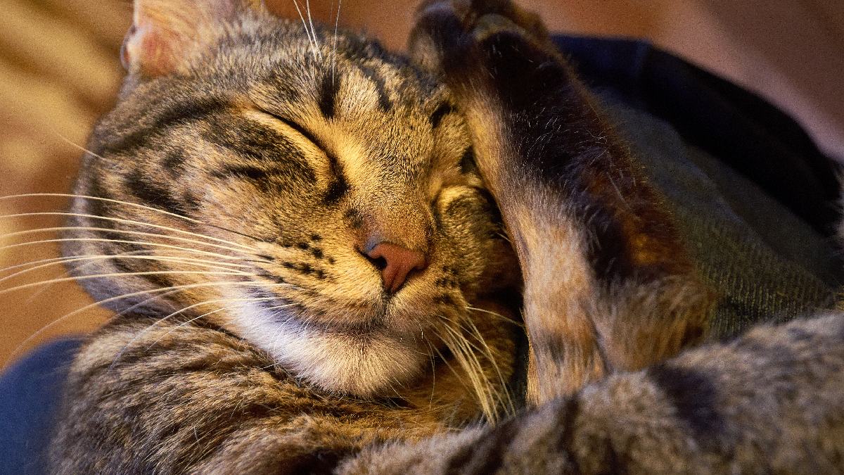 Gatos gostam de atenção, e quando eles sobem no computador, é para transmitir essa mensagem ao dono. Imagem: Moyan Brenn/Wikimedia Commons