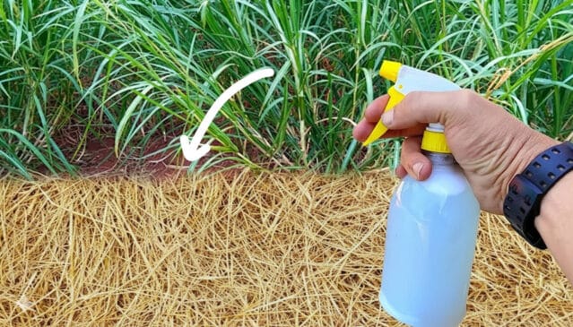 Aprenda a fórmula secreta para um jardim impecável sem gastar muito
