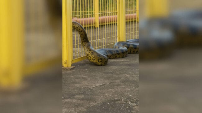 Turistas registraram o momento em que a sucuri quase foi atingida durante manobra da eclusa.