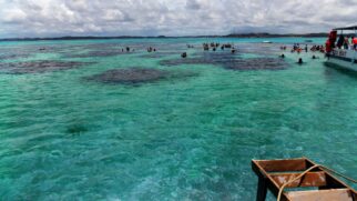 Maragogi é referência em turismo sustentável. A Área de Proteção Ambiental Costa dos Corais adota medidas para preservar a biodiversidade, que inclui mais de 200 espécies de peixes tropicais.