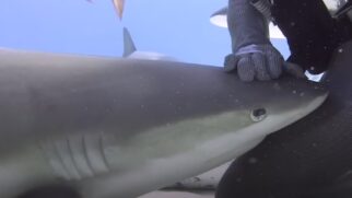 Foggy Eyes virou praticamente um pet depois que a especialista retirou um anzól de dentro de sua boca