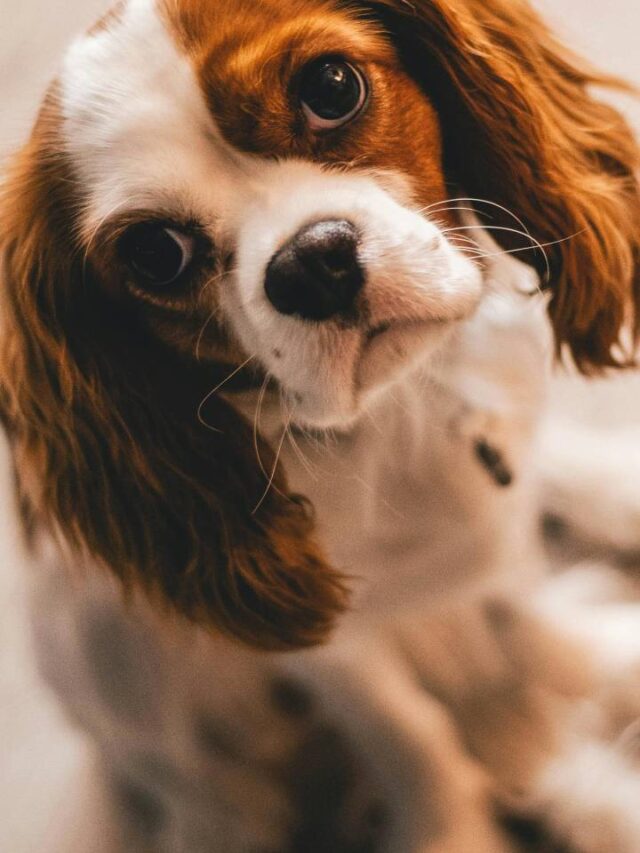 Por que os cães inclinam a cabeça quando falamos com eles?