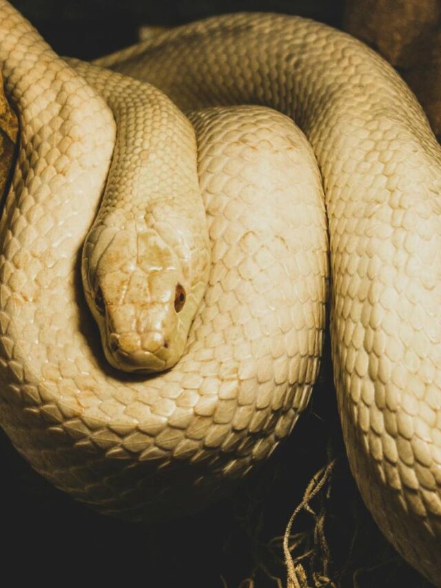 Litoral de SP tem ilha lotada de cobras e com visitação proibida