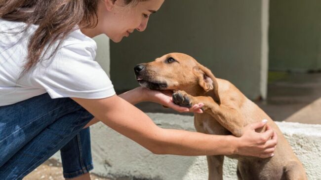O contato físico com os animais promove alívio imediato do estresse