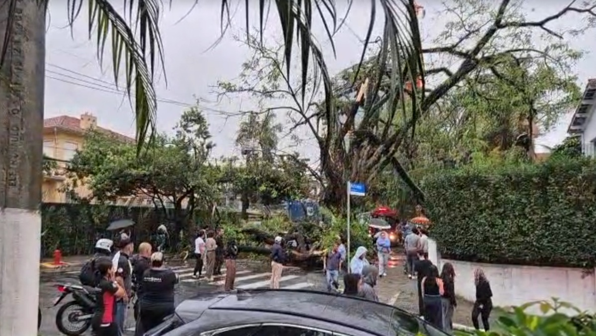 Árvore caiu sobre carro com motorista entre os bairros de Perdizes e Sumaré
